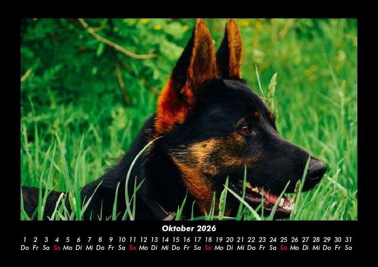 Produktbild: Der Hundekalender 2026 Fotokalender DIN A3