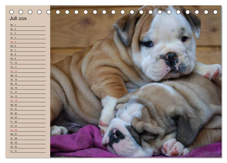 Produktbild: Bulldoggen-Kinder (Tischkalender 2026 DIN A5 quer), CALVENDO Monatskalender