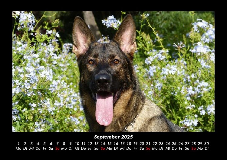 Produktbild: Hundezauber 2025 Fotokalender DIN A3