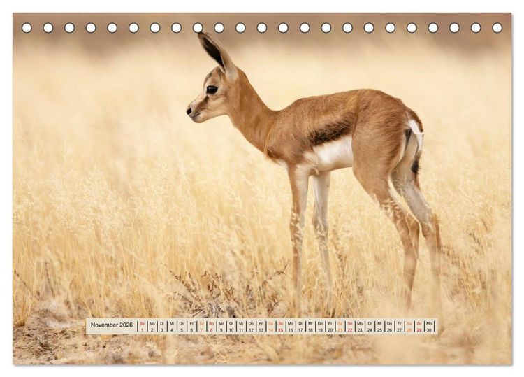 Produktbild: Kgalagadi-Durstland (Tischkalender 2026 DIN A5 quer), CALVENDO Monatskalender