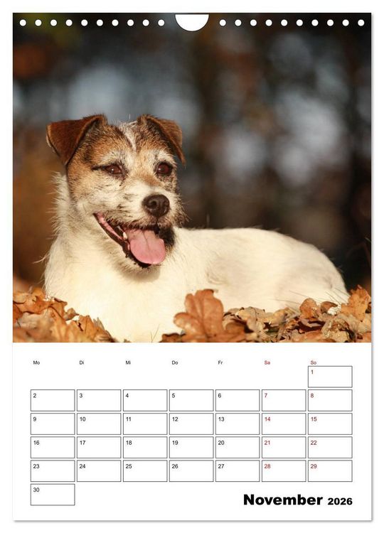 Produktbild: Tender Fellows - Parson Russell Terrier (Wandkalender 2026 DIN A4 hoch), CALVENDO Monatskalender