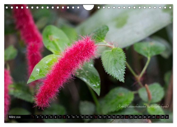 Produktbild: Zierbilder der Natur BLUMEN (Wandkalender 2026 DIN A4 quer), CALVENDO Monatskalender