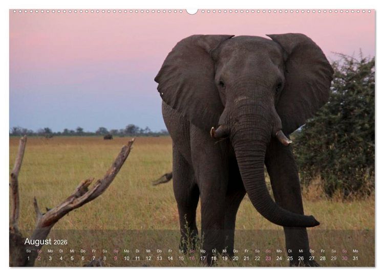 Produktbild: Botswana Wildlife (hochwertiger Premium Wandkalender 2026 DIN A2 quer), Kunstdruck in Hochglanz
