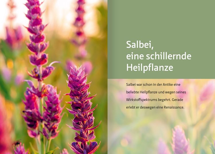 Produktbild: Salbei - Mutter aller Heilpflanzen. Kompakt-Ratgeber