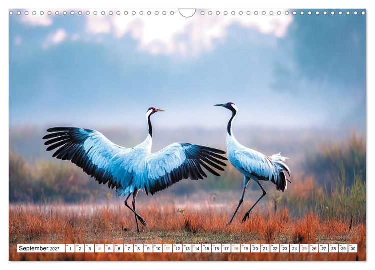 Produktbild: Mit den Kranichen kehrt das Licht in die Seele zur&uuml;ck (Wandkalender 2027 DIN A3 quer), CALVENDO Monatskalender
