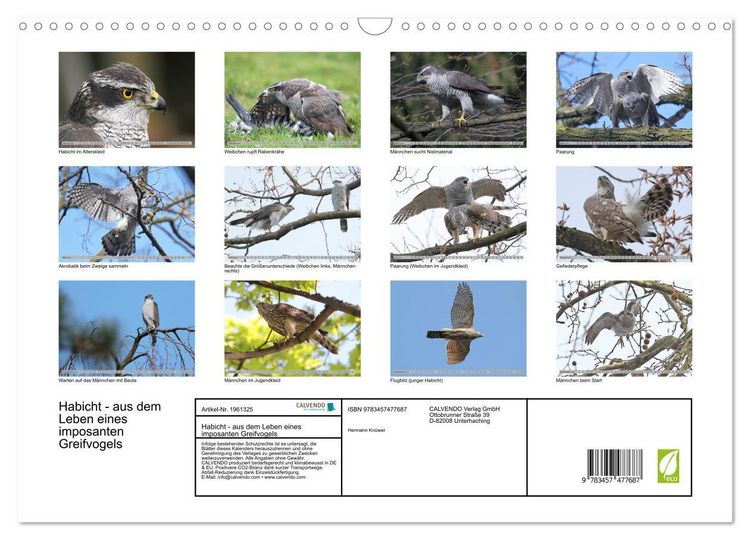 Produktbild: Habicht - aus dem Leben eines imposanten Greifvogels (Wandkalender 2026 DIN A3 quer), CALVENDO Monatskalender