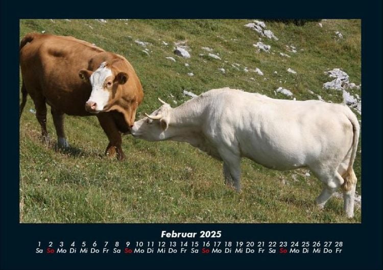 Produktbild: Kuhkalender 2025 Fotokalender DIN A4