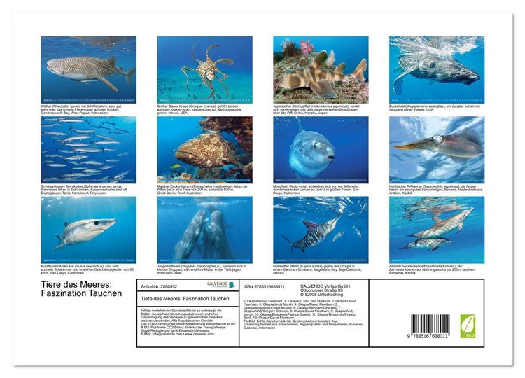 Produktbild: Tiere des Meeres: Faszination Tauchen (Wandkalender 2026 DIN A3 quer), CALVENDO Monatskalender