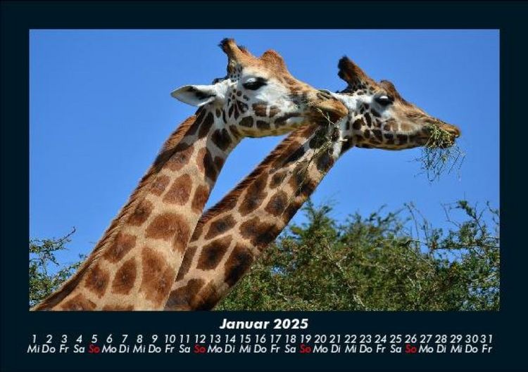 Produktbild: Giraffen 2025 Fotokalender DIN A5