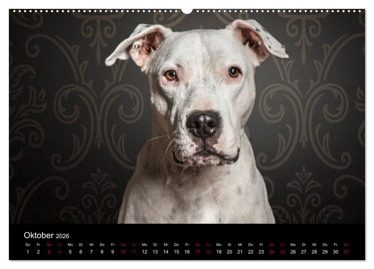Produktbild: DOGO ARGENTINO (hochwertiger Premium Wandkalender 2026 DIN A2 quer), Kunstdruck in Hochglanz