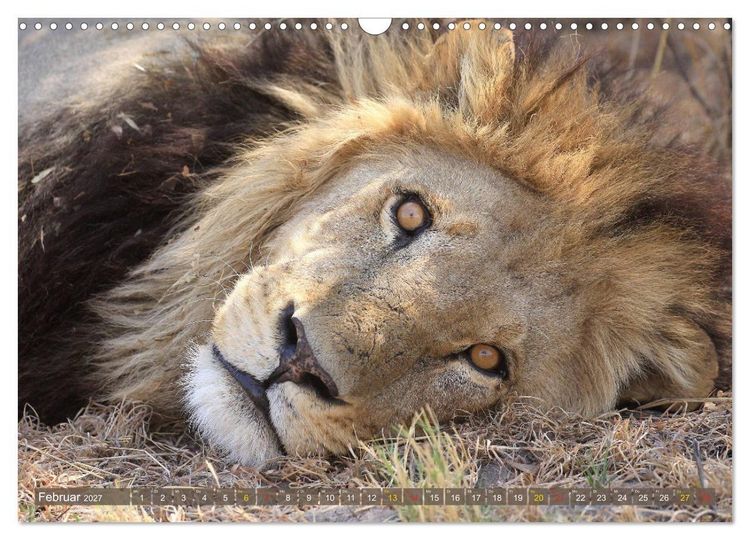 Produktbild: Katzen Afrikas (Wandkalender 2027 DIN A3 quer), CALVENDO Monatskalender