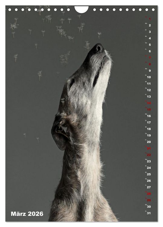 Produktbild: dogmuse deluxe (Wandkalender 2026 DIN A4 hoch), CALVENDO Monatskalender