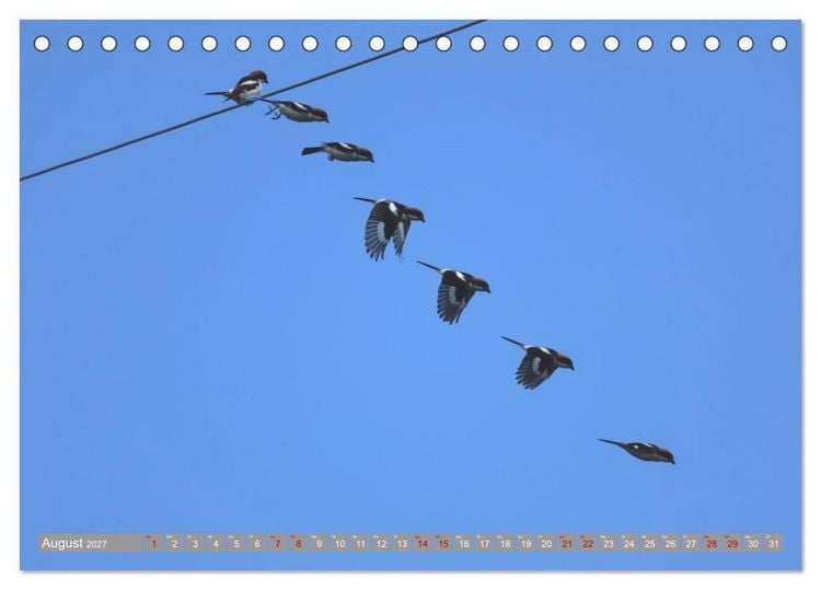 Produktbild: V&ouml;gel im Fluge - Ocells en vol (Tischkalender 2027 DIN A5 quer), CALVENDO Monatskalender