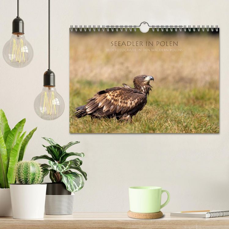 Produktbild: Seeadler in Polen (Wandkalender 2026 DIN A4 quer), CALVENDO Monatskalender