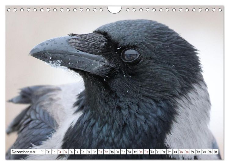 Produktbild: Im Auge der Kr&auml;he (Wandkalender 2027 DIN A4 quer), CALVENDO Monatskalender