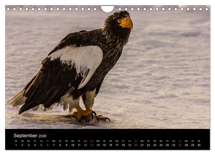 Produktbild: Seeadler - K&ouml;nige der L&uuml;fte (Wandkalender 2026 DIN A4 quer), CALVENDO Monatskalender