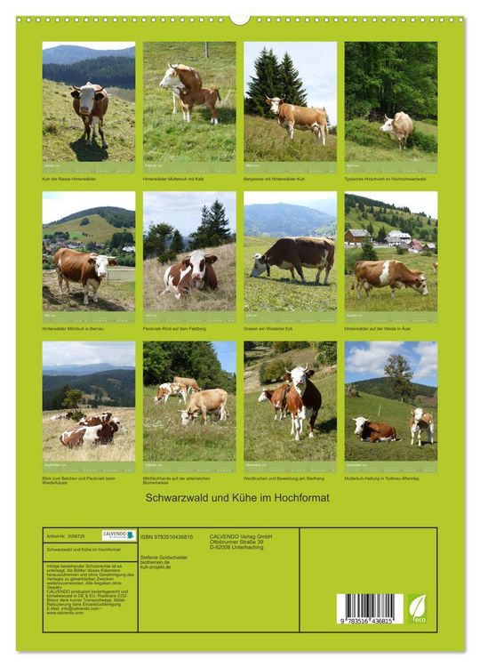Produktbild: Schwarzwald und K&uuml;he im Hochformat (hochwertiger Premium Wandkalender 2026 DIN A2 hoch), Kunstdruck in Hochglanz