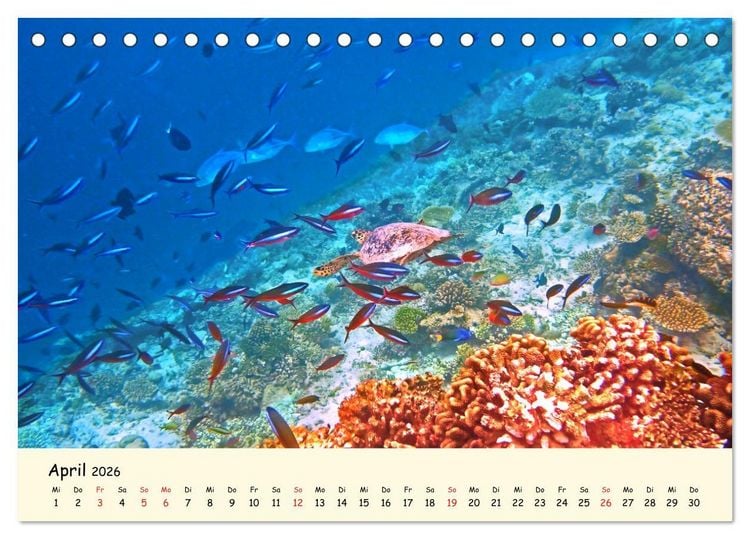 Produktbild: Faszination Meeresschildkr&ouml;ten (Tischkalender 2026 DIN A5 quer), CALVENDO Monatskalender