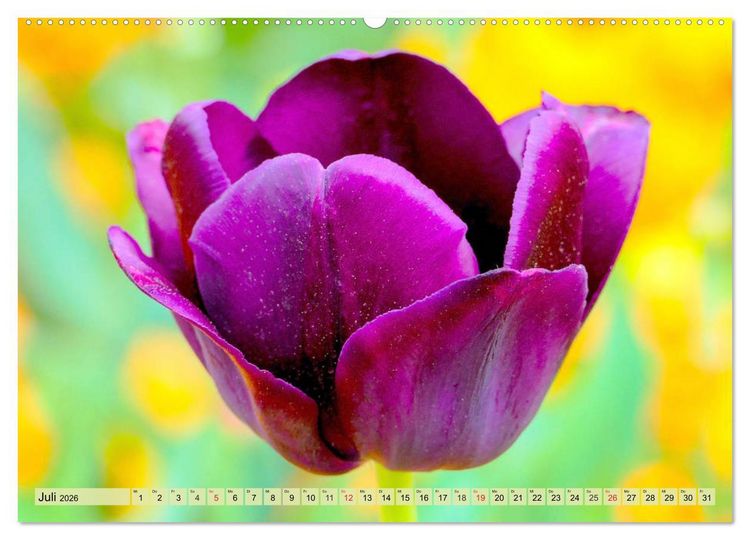 Produktbild: Tulpen. Zauberhafte Bl&uuml;tenpracht (Wandkalender 2026 DIN A2 quer), CALVENDO Monatskalender