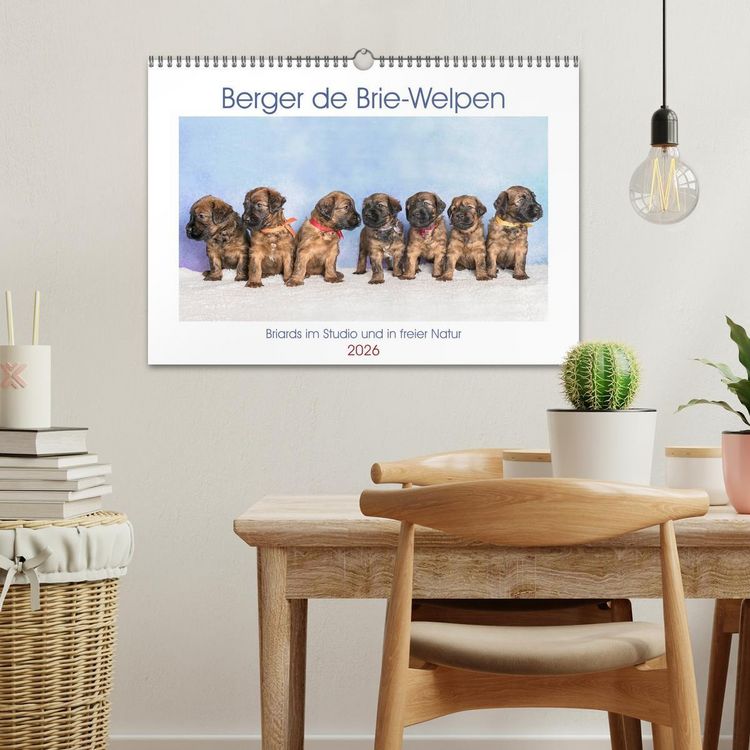 Produktbild: Berger de Brie - Welpen (Wandkalender 2026 DIN A3 quer), CALVENDO Monatskalender