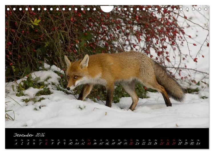 Produktbild: Rotfuchs - Impressionen (Wandkalender 2026 DIN A4 quer), CALVENDO Monatskalender