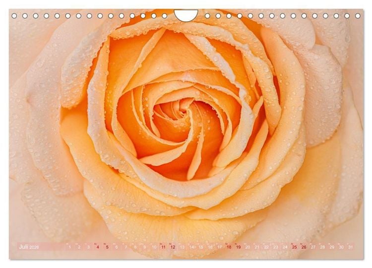 Produktbild: Rosen im Morgentau (Wandkalender 2026 DIN A4 quer), CALVENDO Monatskalender