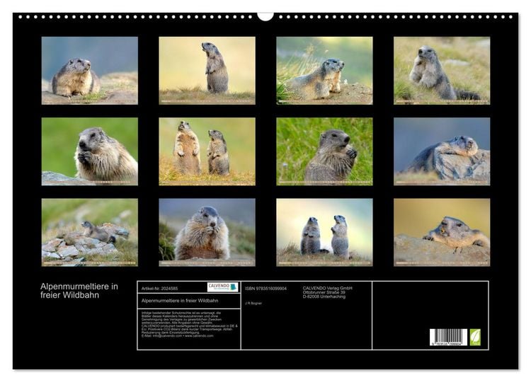 Produktbild: Alpenmurmeltiere in freier Wildbahn (Wandkalender 2026 DIN A2 quer), CALVENDO Monatskalender