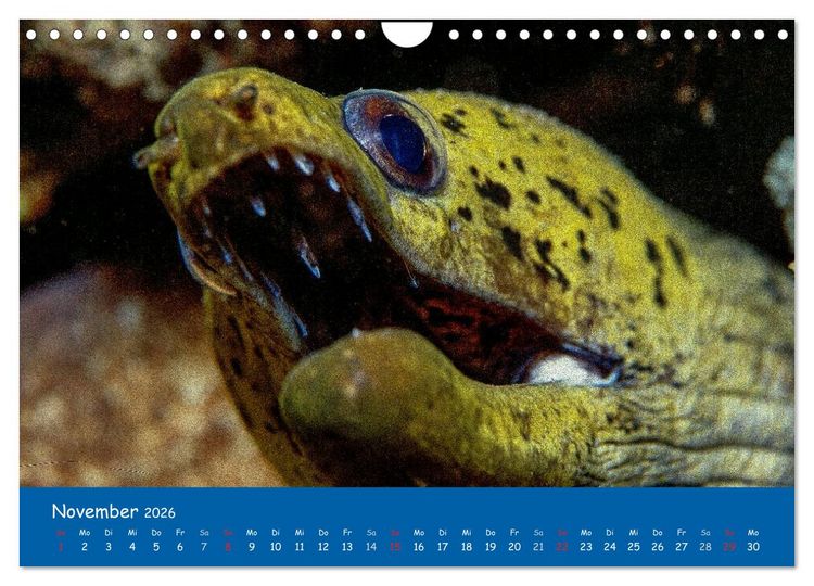 Produktbild: Unterwasserwelten (Wandkalender 2026 DIN A4 quer), CALVENDO Monatskalender