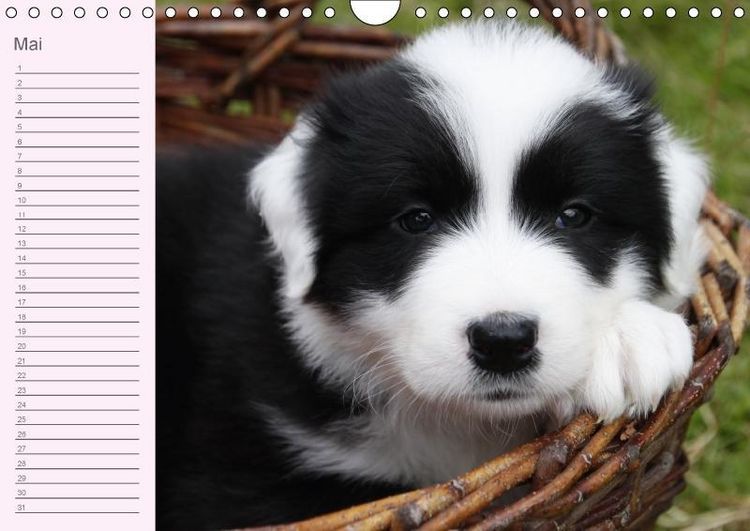 Produktbild: Border Collie-Welpen Geburtstagskalender (Wandkalender immerw&auml;hrend DIN A4 quer)