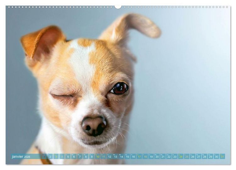 Produktbild: Chihuahua : petit, mais costaud (Calendrier mural 2026 DIN A2 vertical) calendrier de bureau