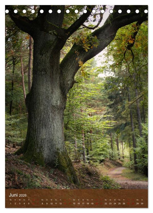 Produktbild: Klimaretter Baum (Tischkalender 2026 DIN A5 hoch), CALVENDO Monatskalender