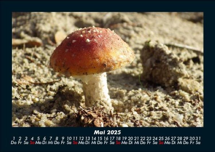 Produktbild: Bilder aus der Natur 2025 Fotokalender DIN A5
