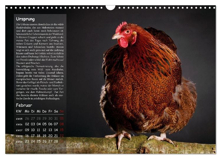 Produktbild: Von der Einzigartigkeit der H&uuml;hner 2026 (Wandkalender 2026 DIN A3 quer), CALVENDO Monatskalender