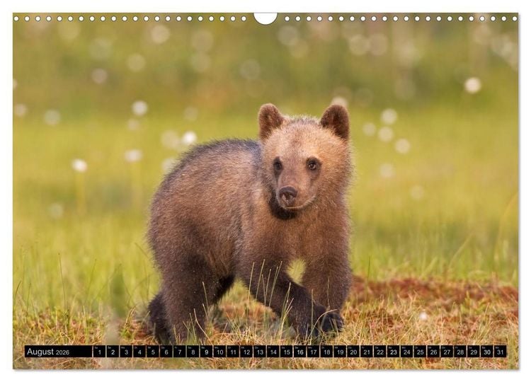 Produktbild: Magie des Augenblicks - Tierkinder - klein, aber wild (Wandkalender 2026 DIN A3 quer), CALVENDO Monatskalender