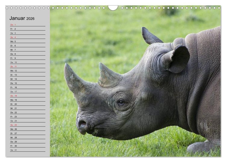 Produktbild: Nash&ouml;rner und Flusspferde (Wandkalender 2026 DIN A3 quer), CALVENDO Monatskalender