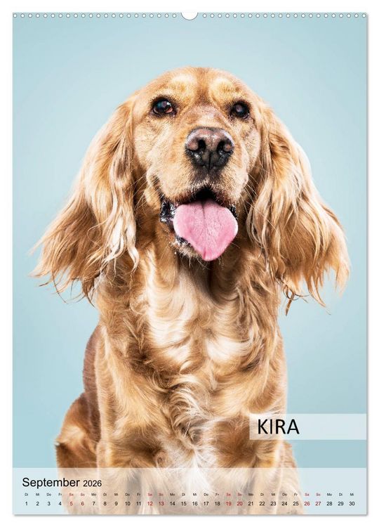 Produktbild: Hundekalender - Hunderassen im Portrait (hochwertiger Premium Wandkalender 2026 DIN A2 hoch), Kunstdruck in Hochglanz