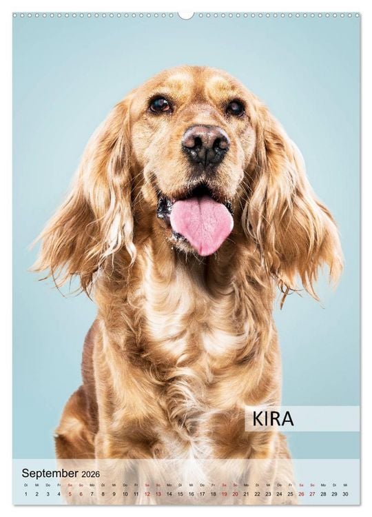 Produktbild: Hundekalender - Hunderassen im Portrait (Wandkalender 2026 DIN A2 hoch), CALVENDO Monatskalender