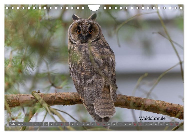 Produktbild: Vogelfotografie aus dem Norden (Wandkalender 2027 DIN A4 quer), CALVENDO Monatskalender