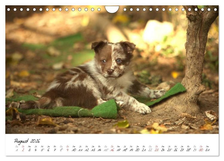 Produktbild: Aussie Welpen 2026 (Wandkalender 2026 DIN A4 quer), CALVENDO Monatskalender