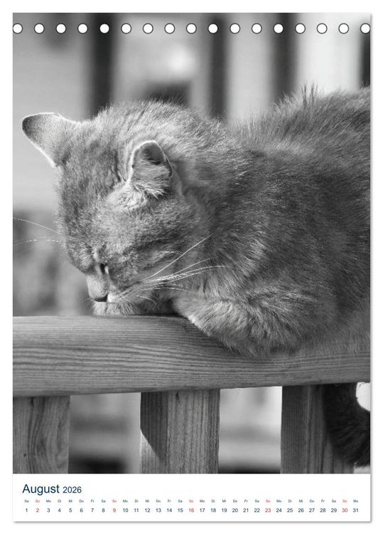 Produktbild: Wilde Katzen - Korsikas Samtpfoten (Tischkalender 2026 DIN A5 hoch), CALVENDO Monatskalender