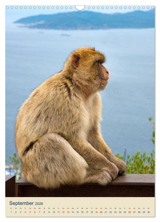 Produktbild: Gibraltar - Die Heimat der Berberaffen auf dem Rock (Wandkalender 2026 DIN A3 hoch), CALVENDO Monatskalender