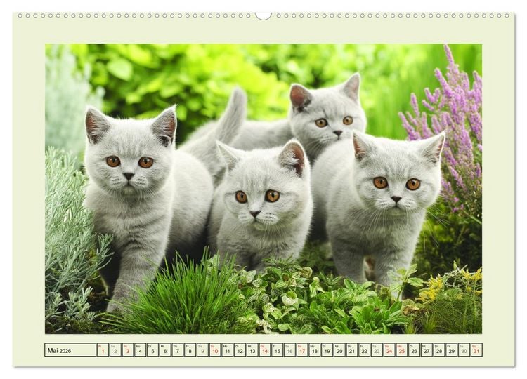 Produktbild: British Shorthair. Sanfte W&uuml;rde und Katzengl&uuml;ck im Gr&uuml;nen (hochwertiger Premium Wandkalender 2026 DIN A2 quer), Kunstdruck in Hochglanz