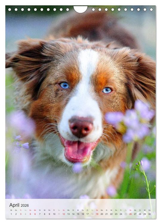 Produktbild: Hundepers&ouml;nlichkeiten (Wandkalender 2026 DIN A4 hoch), CALVENDO Monatskalender