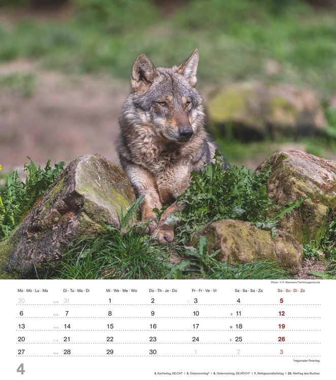 Produktbild: Mythos Wolf 2026 - Foto-Kalender - Wand-Kalender - 30x34