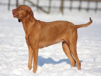 Produktbild: CALVENDO Puzzle Magyar Vizsla - Wintermotiv | 1000 Teile Lege-Gr&ouml;&szlig;e 64x48cm Foto-Puzzle f&uuml;r gl&uuml;ckliche Stunden