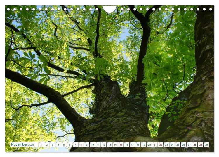 Produktbild: GR&Uuml;N . Die Kraft der Natur (Wandkalender 2026 DIN A4 quer), CALVENDO Monatskalender