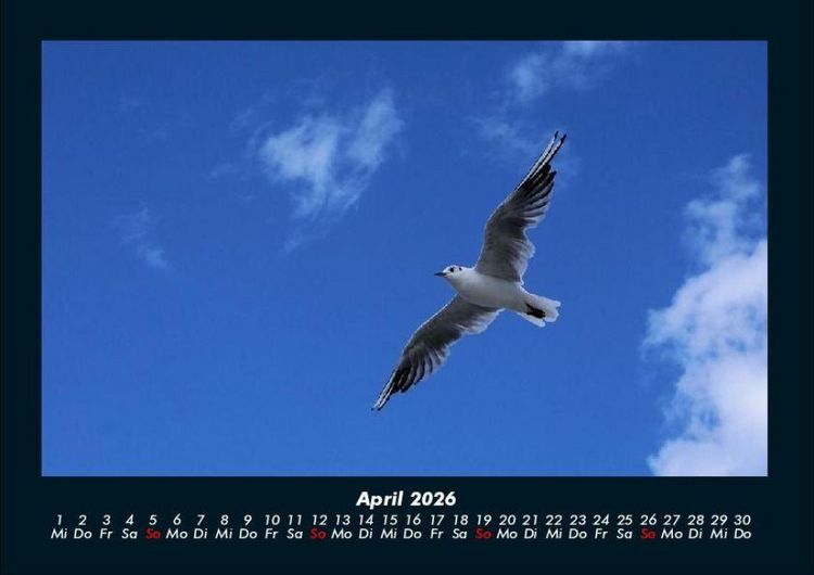 Produktbild: Welt der V&ouml;gel 2026 Fotokalender DIN A4