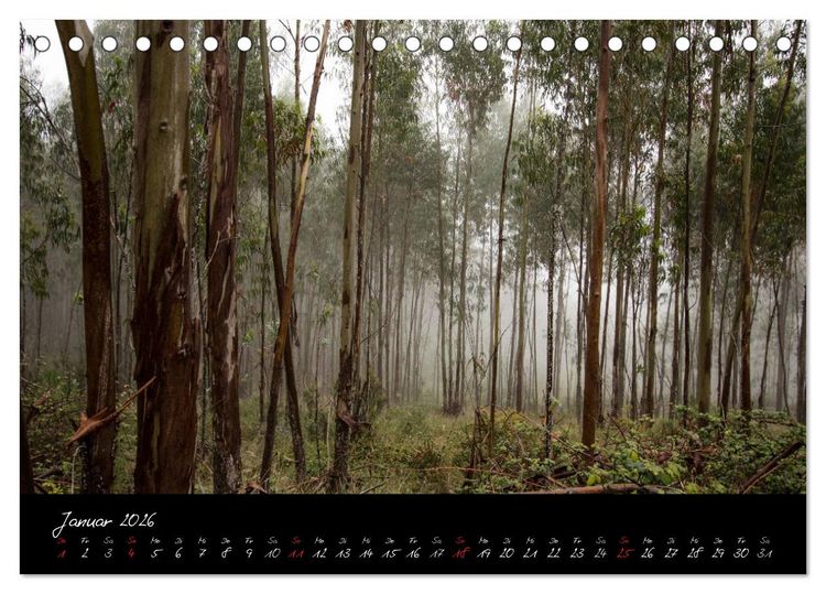 Produktbild: Wald (Tischkalender 2026 DIN A5 quer), CALVENDO Monatskalender
