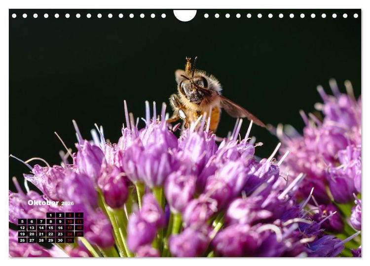 Produktbild: Die Wunderwelt der Biene (Wandkalender 2026 DIN A4 quer), CALVENDO Monatskalender
