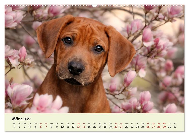 Produktbild: Rhodesian Ridgeback - Welpenzauber (hochwertiger Premium Wandkalender 2027 DIN A2 quer), Kunstdruck in Hochglanz